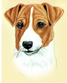 Jack Russel